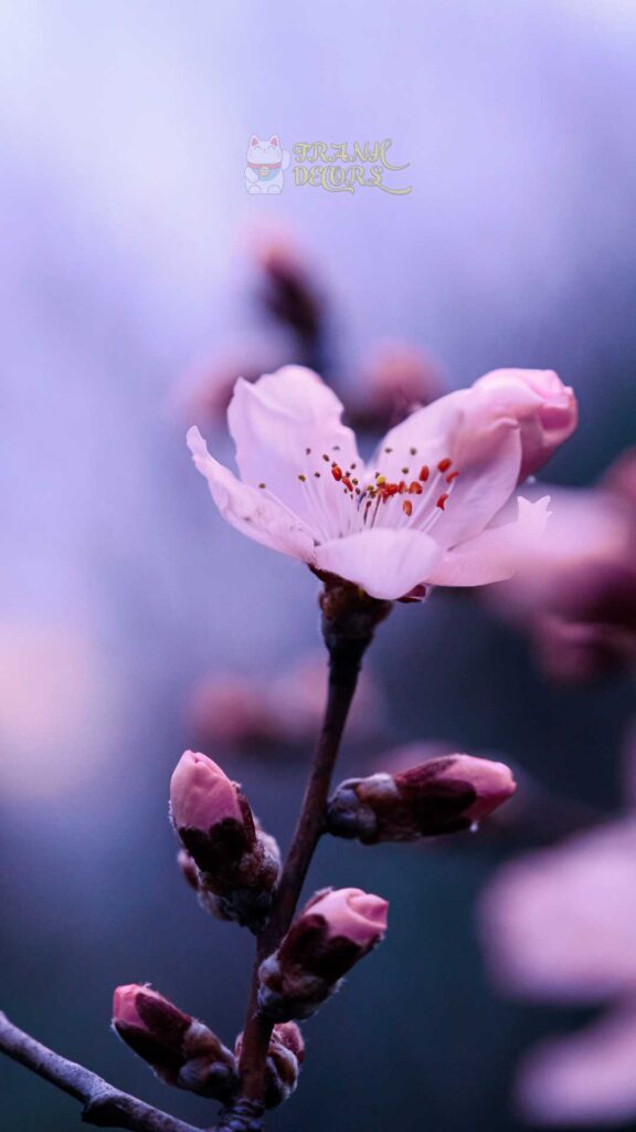 Hình ảnh hoa đào Phai