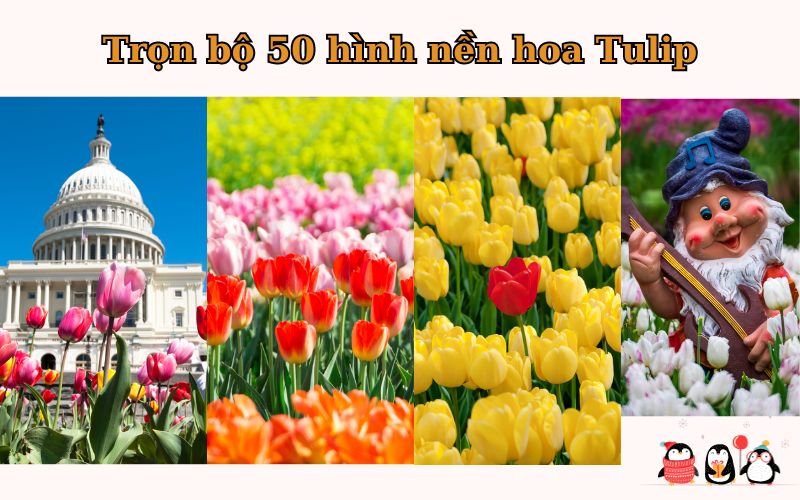https://tranhdecors.com/50-hinh-nen-hoa-tulip/